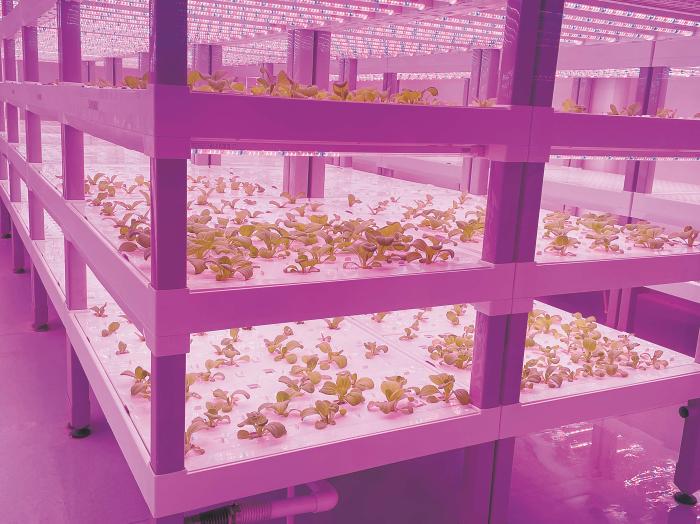 在物美植物工廠里,通過(guò)LED燈的照射,蔬菜散發(fā)勃勃生機(jī)。受訪者供圖 在物美植物工廠里,通過(guò)LED燈的照射,蔬菜散發(fā)勃勃生機(jī)。受訪者供圖